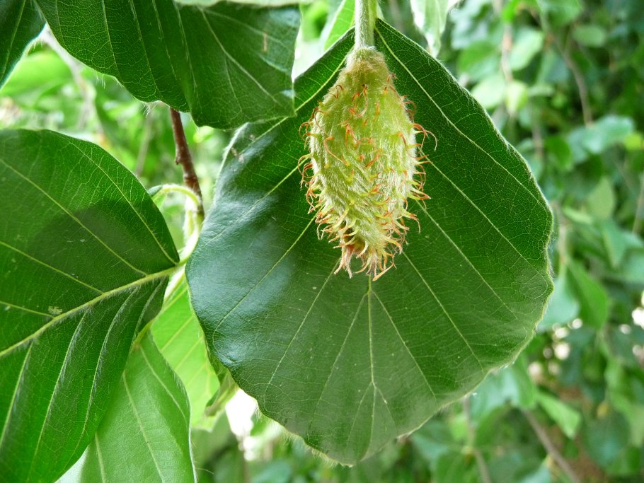 Орешки чинарики