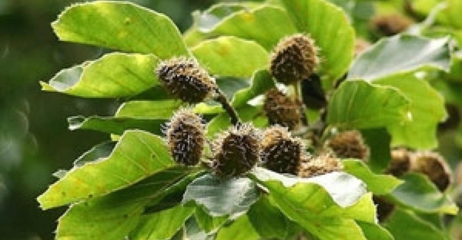 Бук Чинар дерево