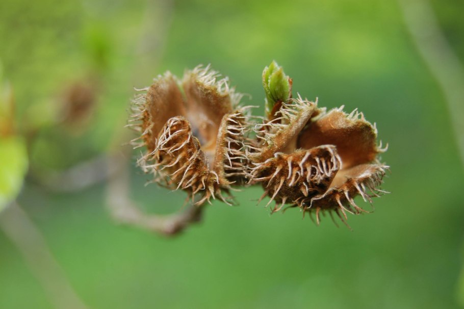 Буковые орешки чинарики