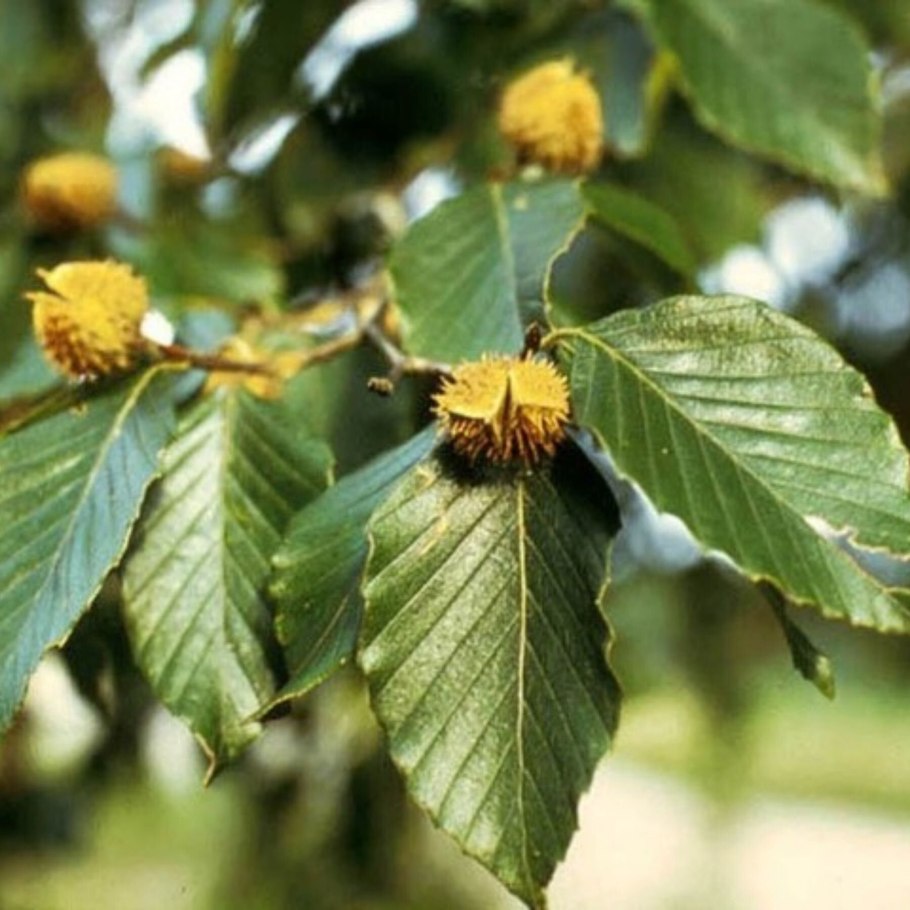 Бук Европейский листья