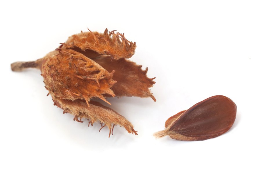 Бук Европейский кора