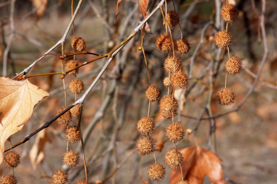 Граб дерево плоды