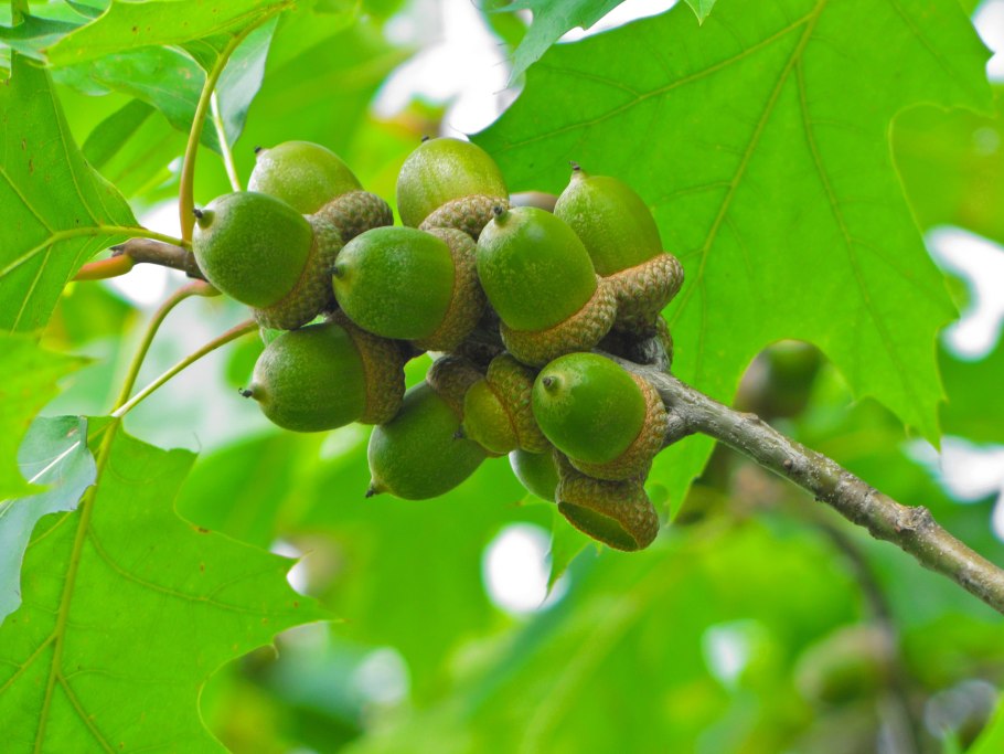 Молодой Желудь