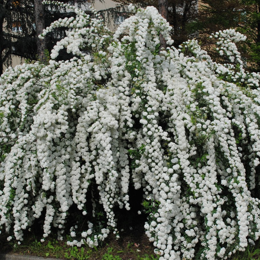 Бересклет крылатый Компактус