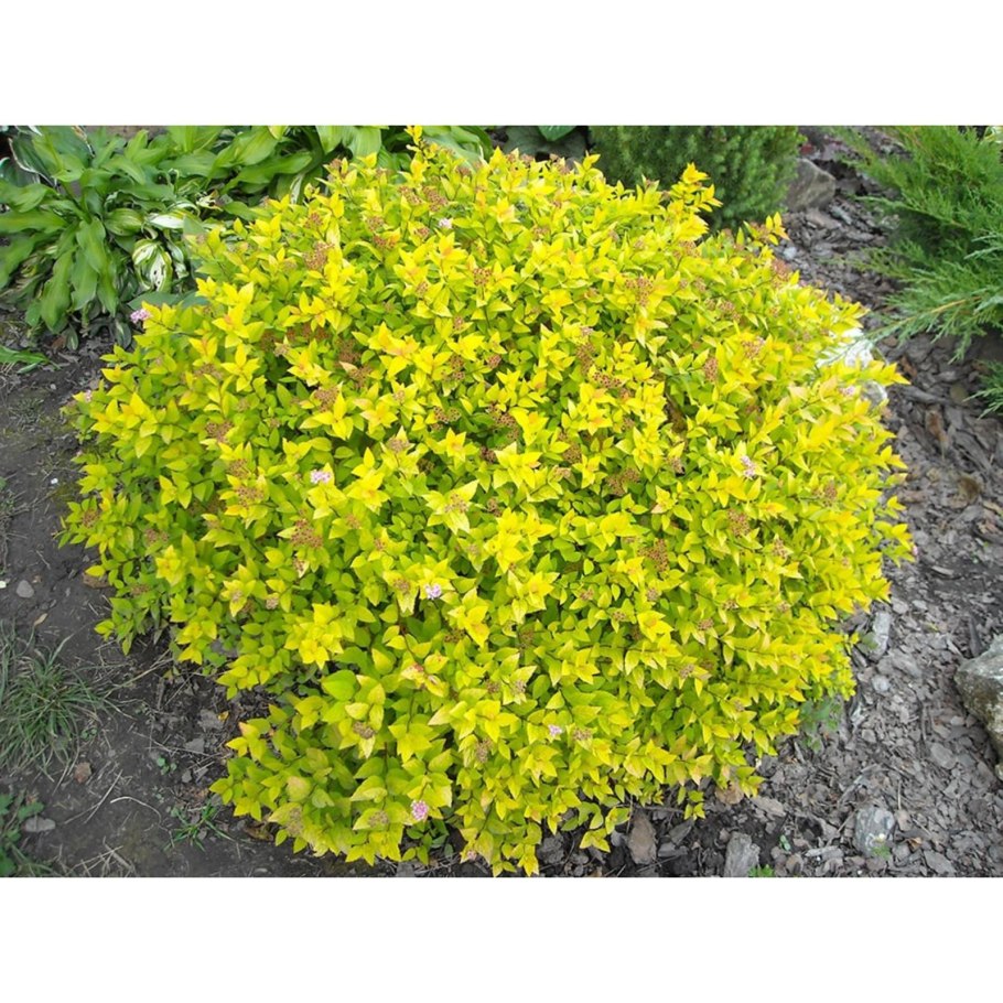 Скумпия Кожевенная Роял перпл