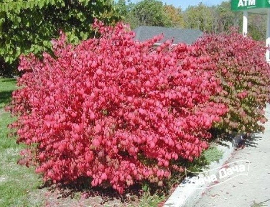 Рододендрон спирея