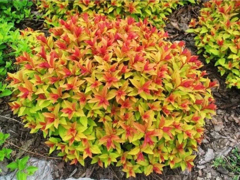 Гортензия метельчатая Vanille Fraise