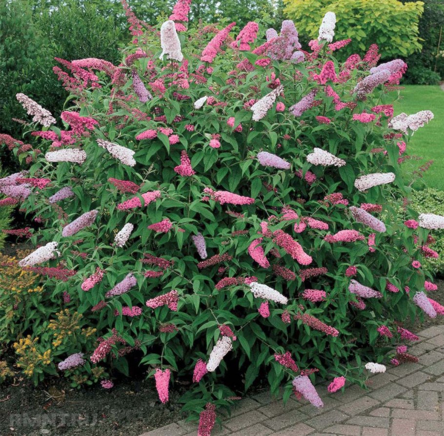 Форзиция спирея Барбарис