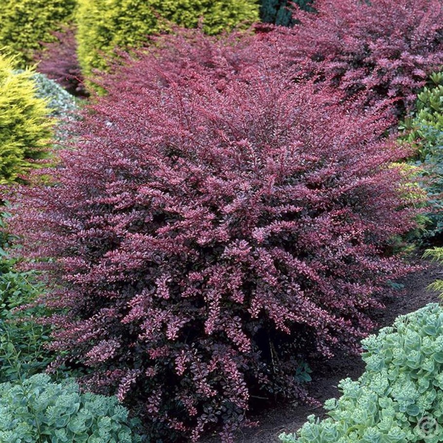 Калина складчатая Каскад