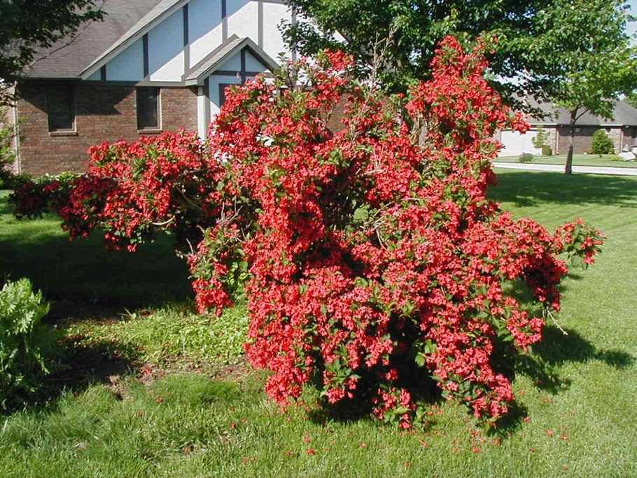Буддлея Давида бордер Бьюти