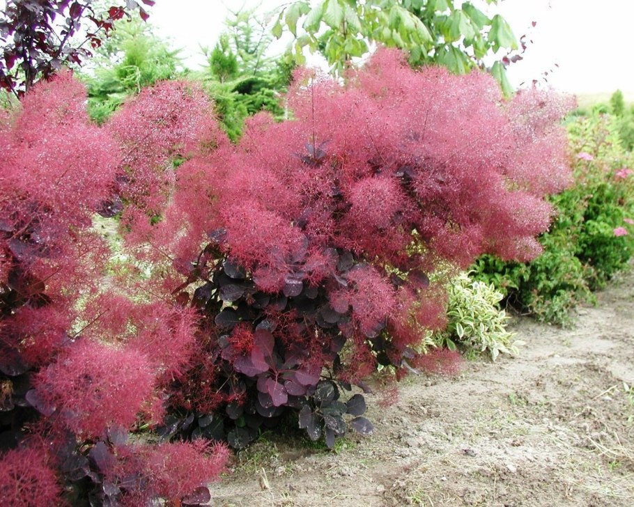 Цеанотус Yankee point