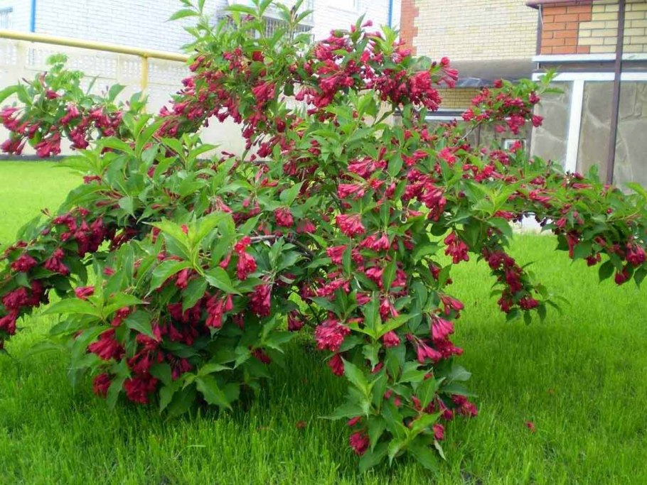 Спирея японская (Spiraea japonica &#96;Magic Carpet&#96;)