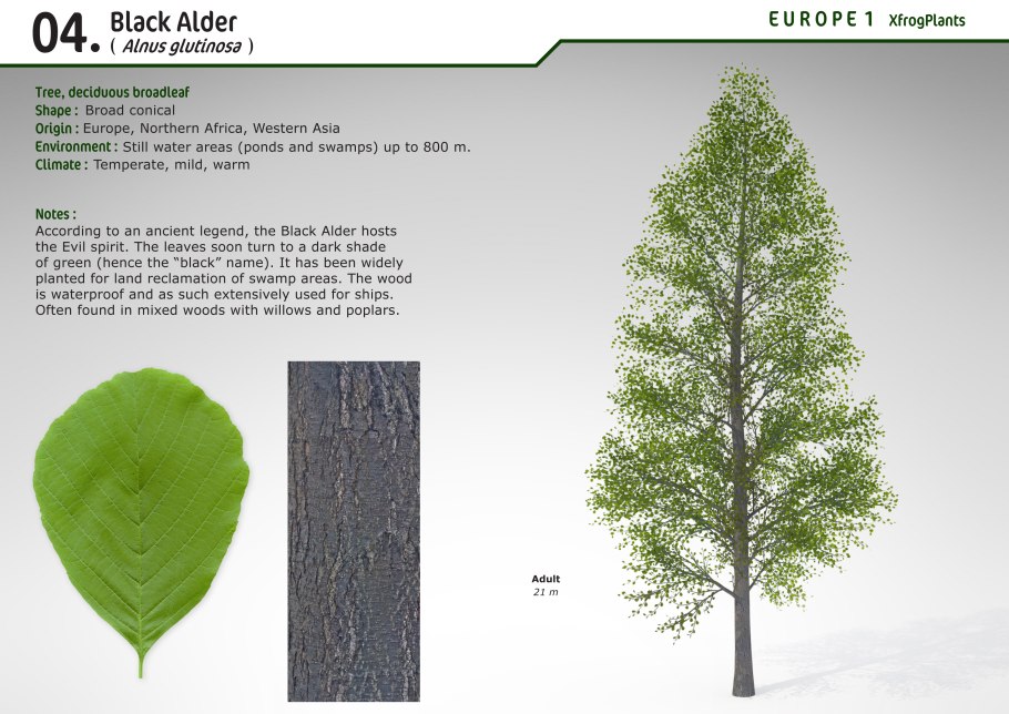 Ольха черная (Alnus glutinosa)