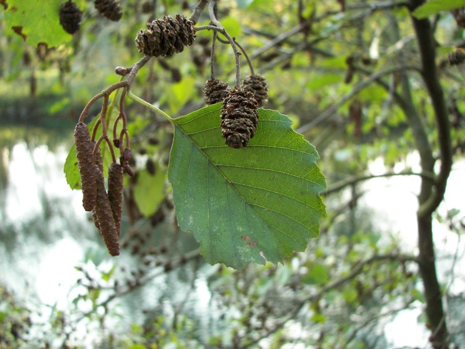 Alnus glutinosa (ольха европейская)