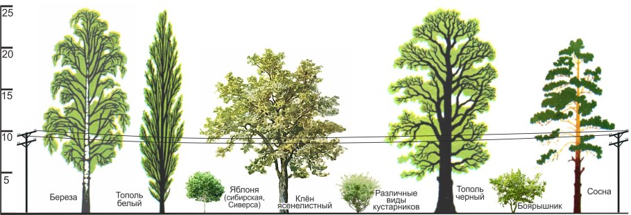 Alnus incana