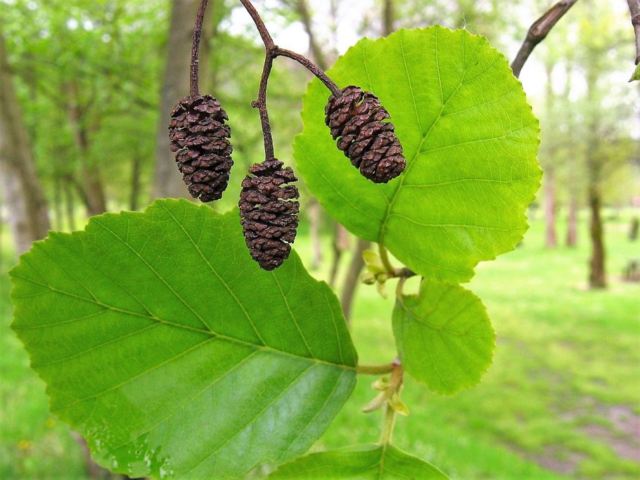 Ольха черная (Alnus glutinosa)
