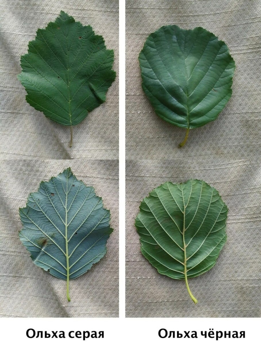 Виды ольха Alnus cordata