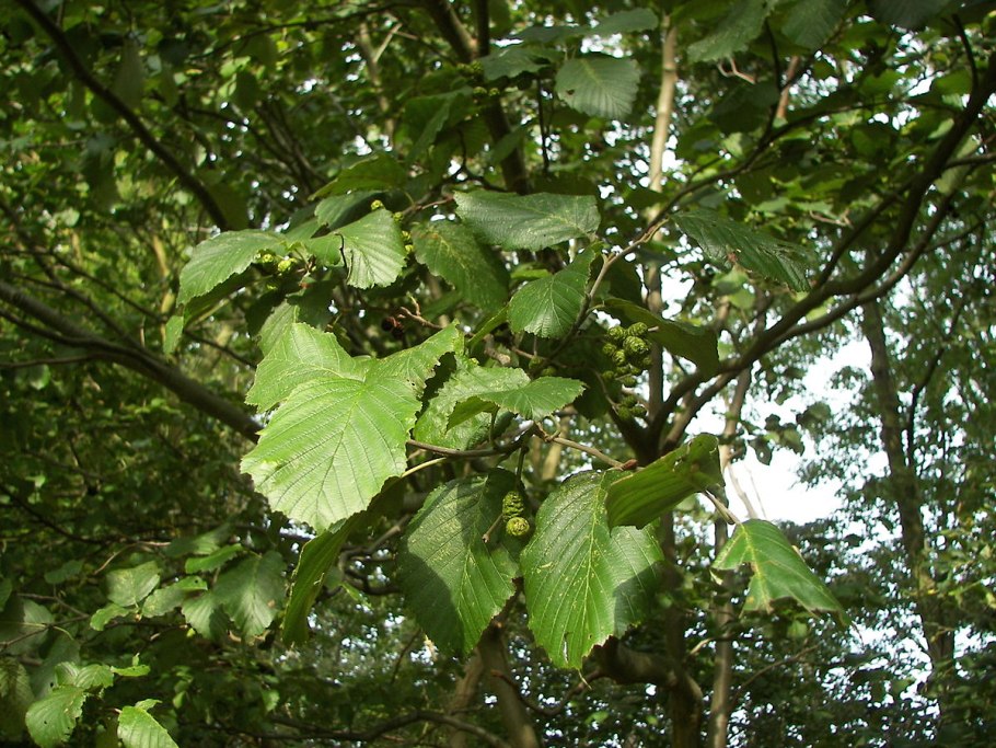 Alnus glutinosa (ольха европейская)