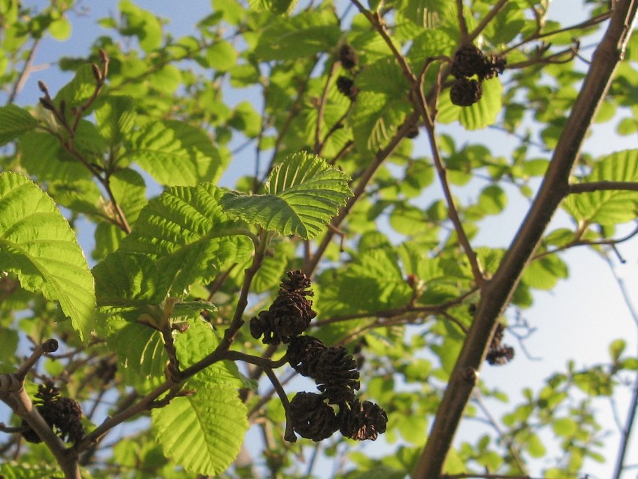 Ольха японская (Alnus japonica)