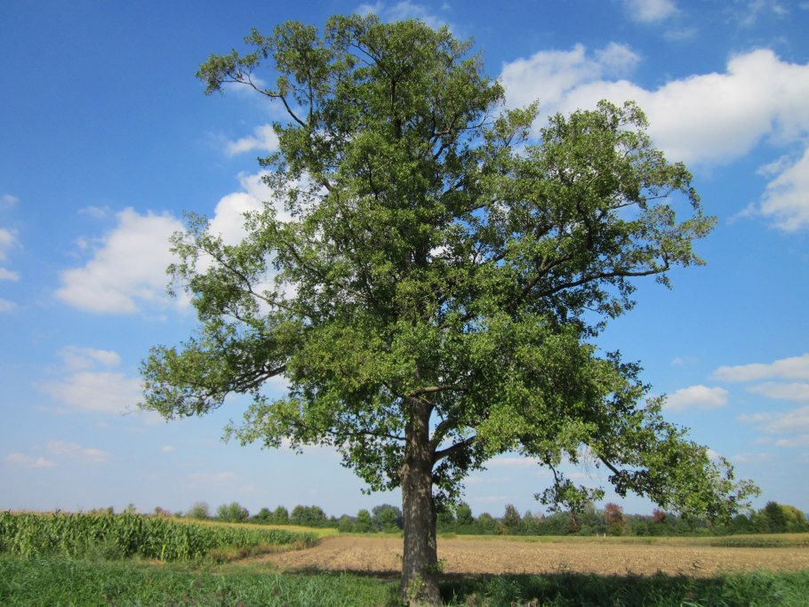 Ольха черная (Alnus glutinosa (l.) Gaertn)
