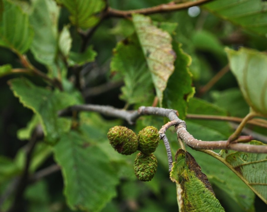 Alnus incana rugosa