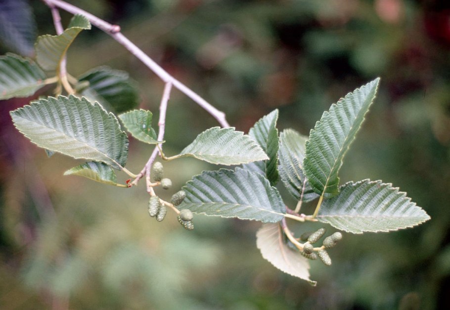 Ольха сердцевидная Alnus cordata