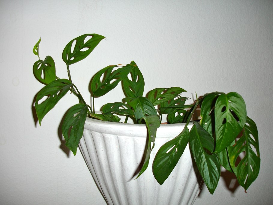 Зеленые тропические листья