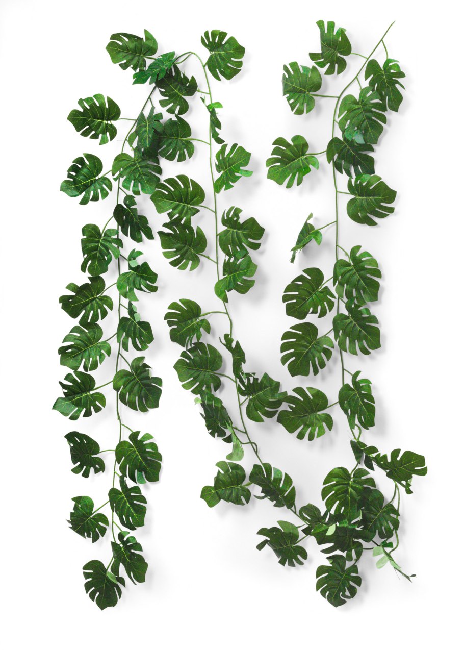 Монстера Лиана