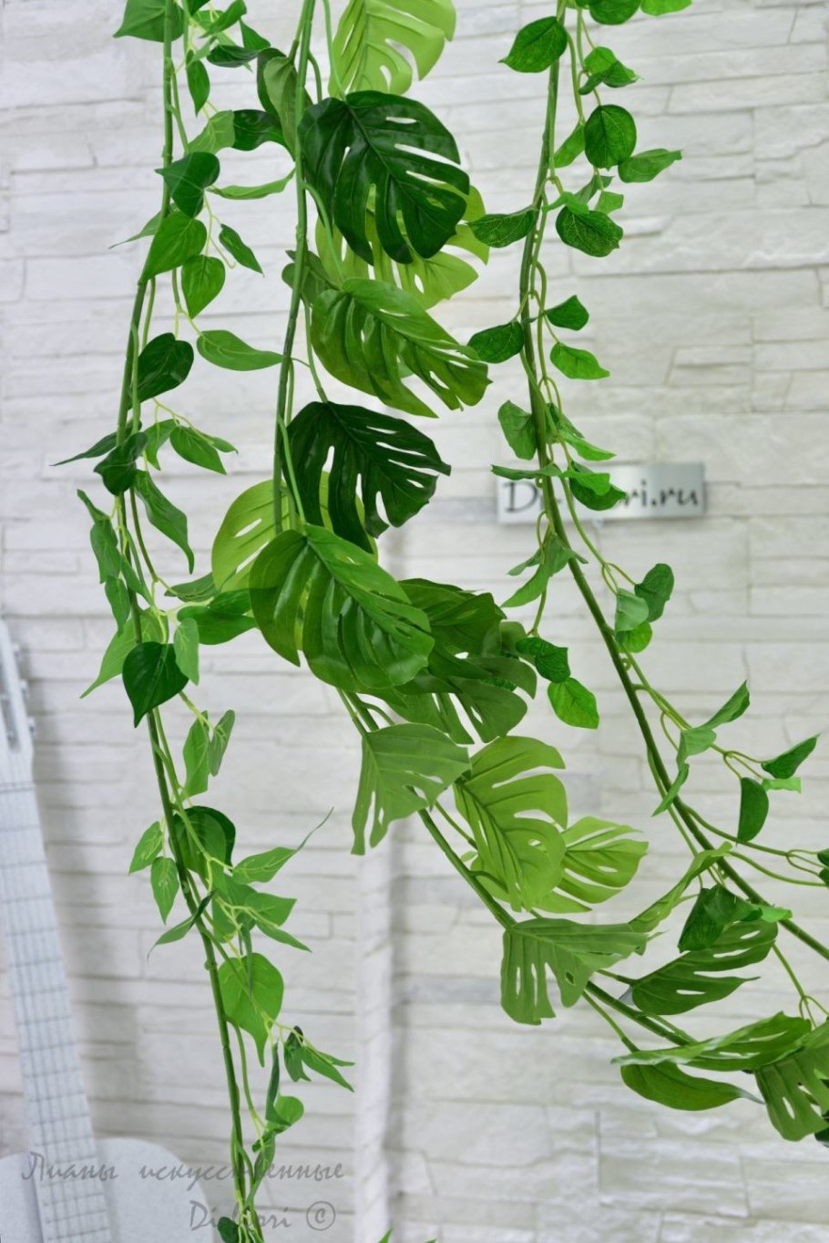 Филодендрон Рафидофора