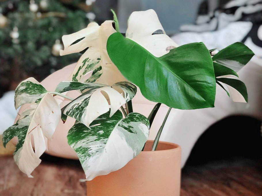 Филодендрон Scandens