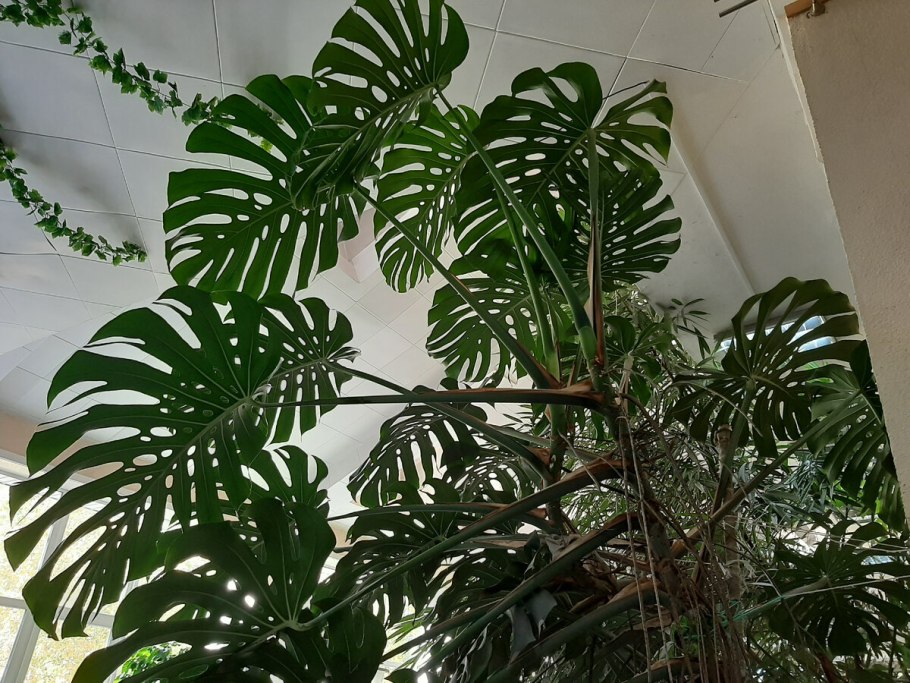 Монстера obliqua