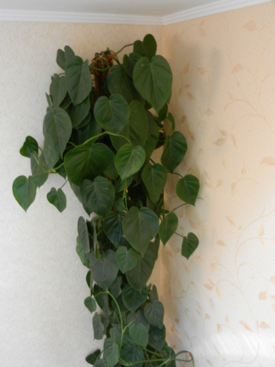 Монстера Адансона мини