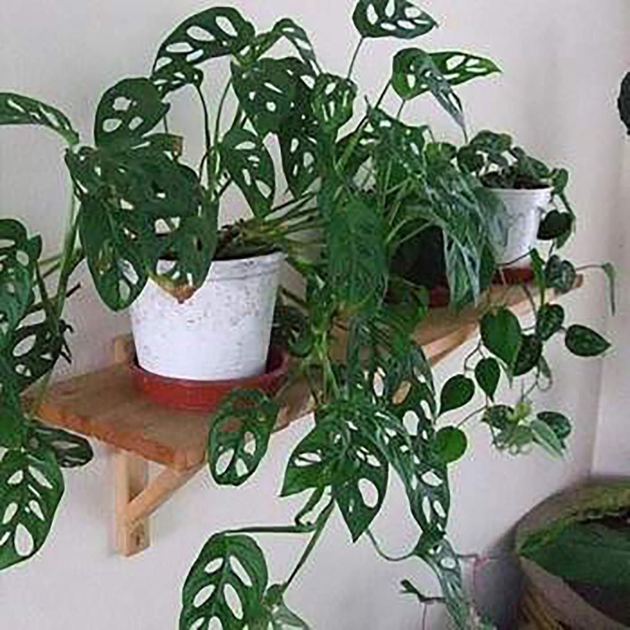 Монстера Делициоза