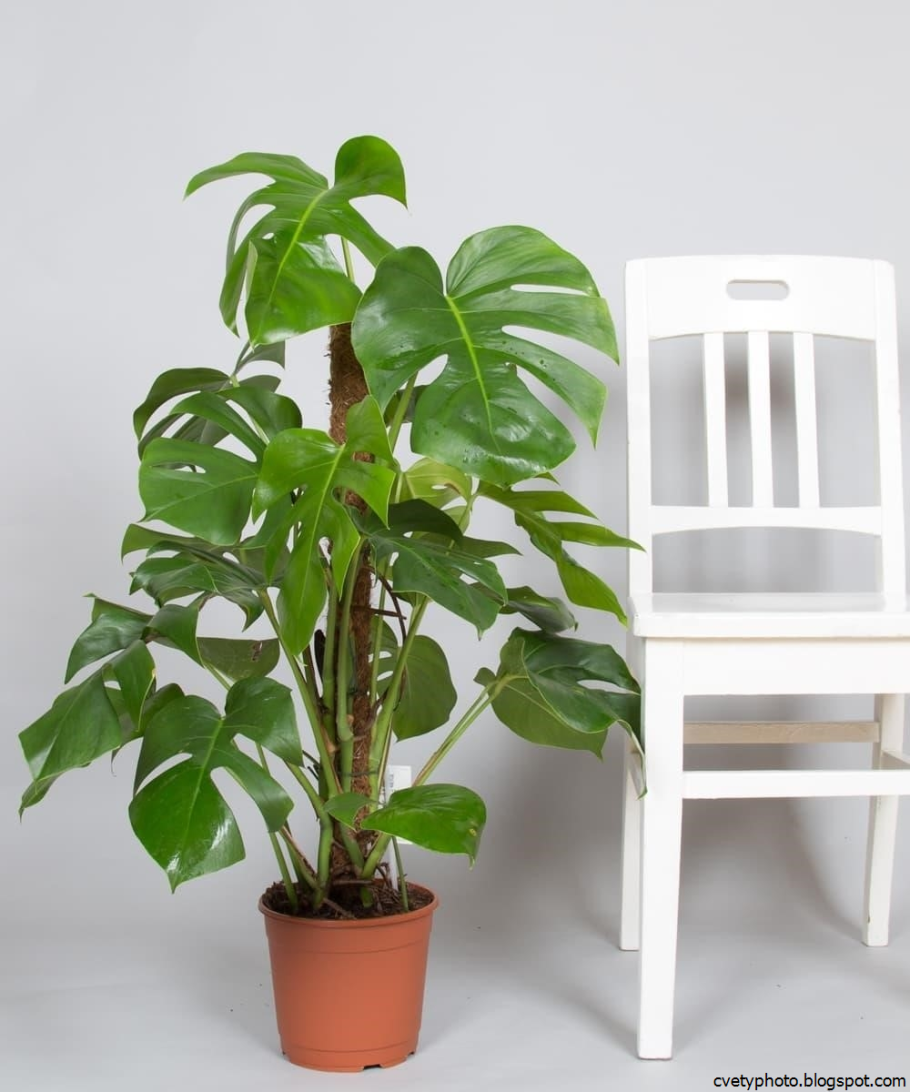 Эпипремнум перистый