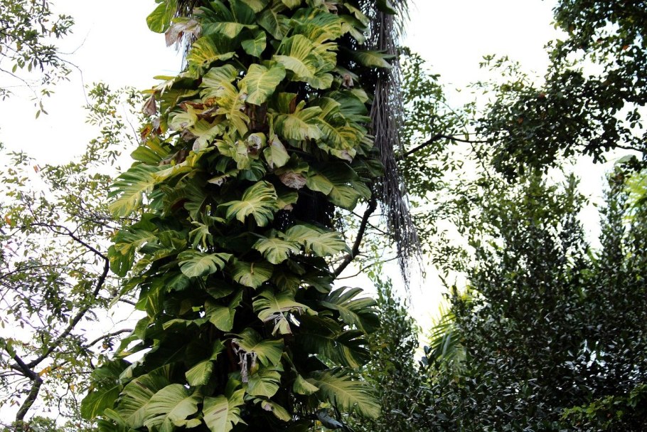 Сциндапсус на стене