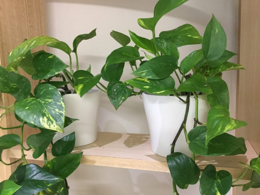 Monstera rajmnoojejie