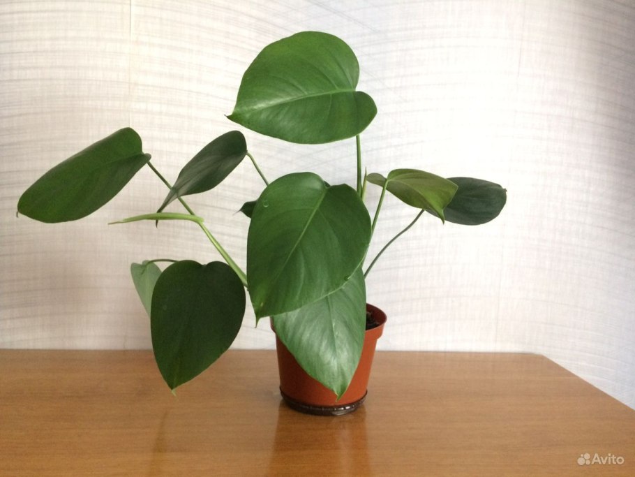 Монстера obliqua (Monstera)