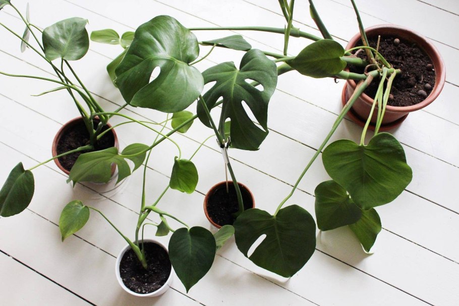 Монстера вьющаяся мелколистная