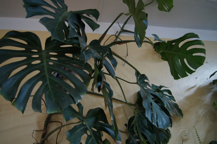 Монстера Лиана