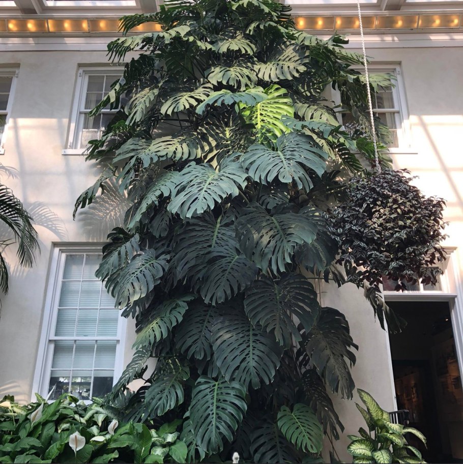 Монстера деликатесная (Monstera deliciosa)