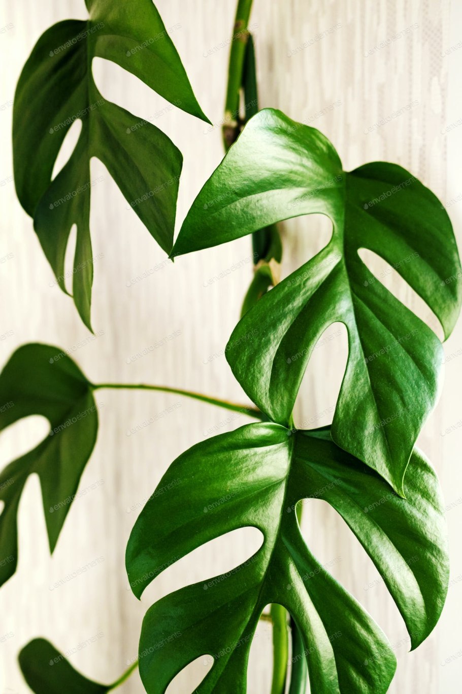 Rhaphidophora tetrasperma (мини монстера)