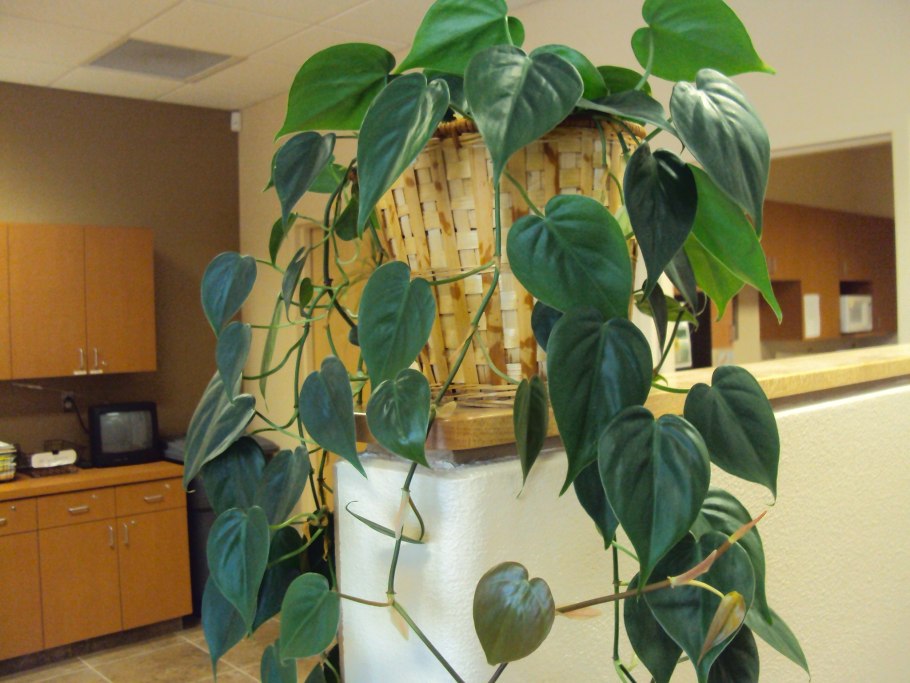 Монстера тонкая субпината