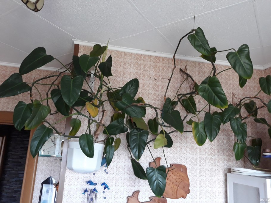 Лист монстеры