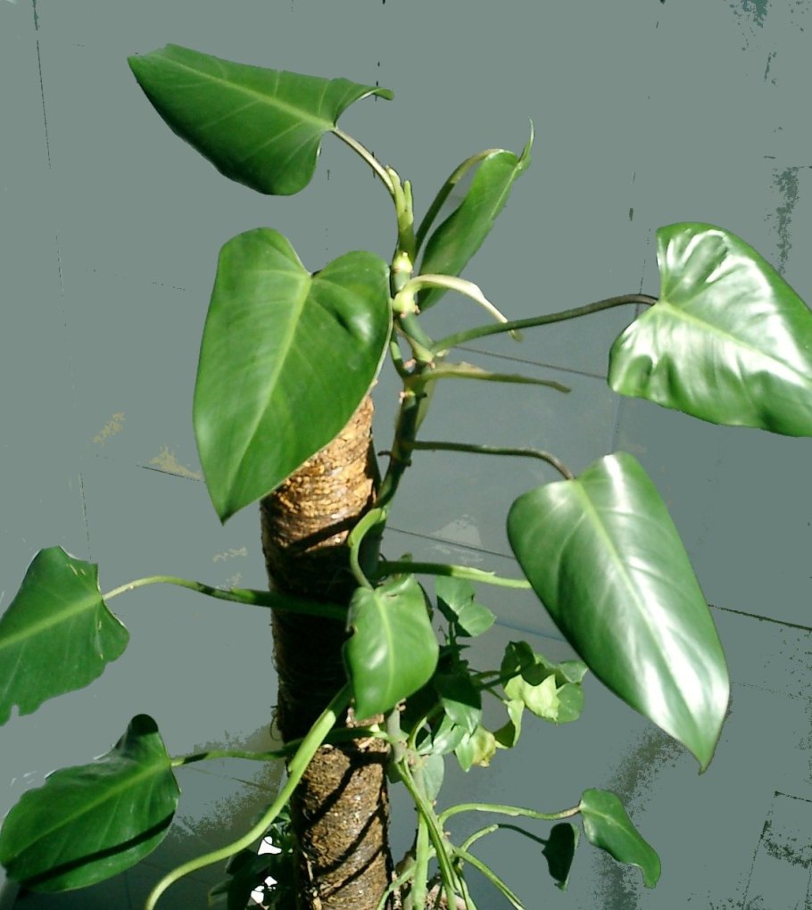 Подпорка для монстеры