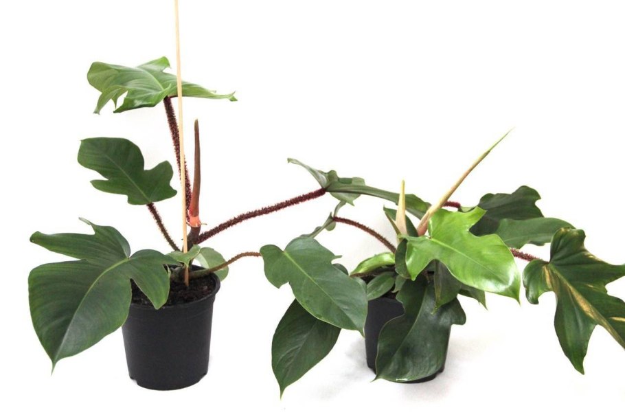 Монстера obliqua (Monstera)