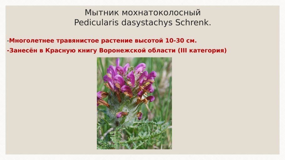 Лечебные растения боярышник