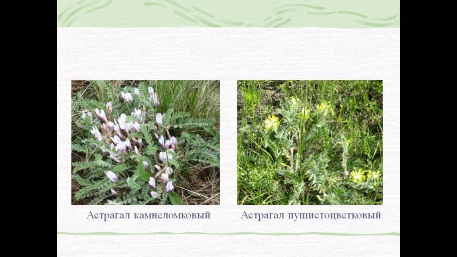 Ландыш Майский Ботаническая характеристика