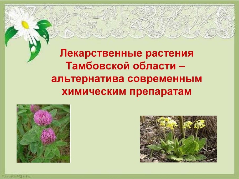 Пион Марьин корень тонколистный