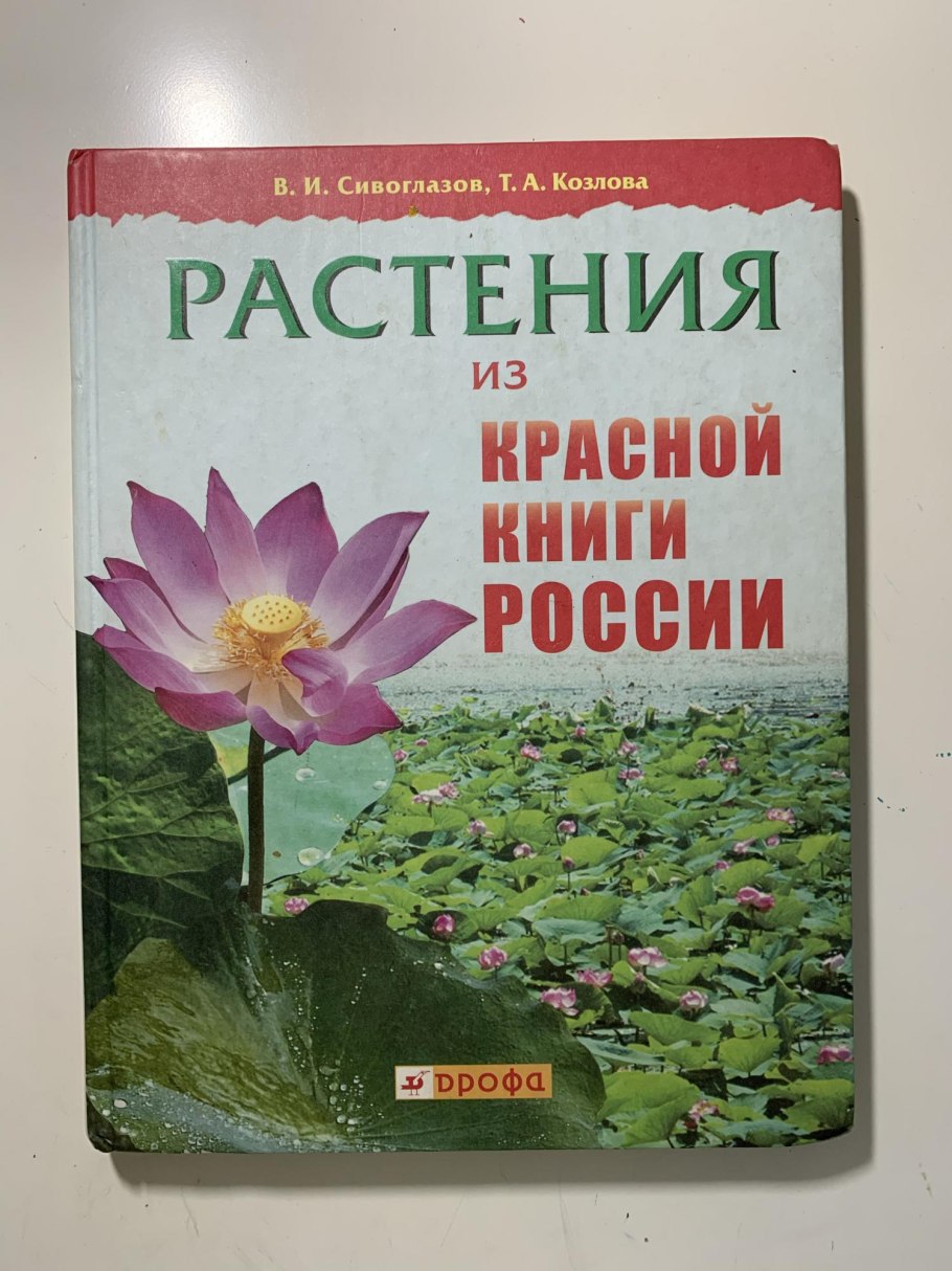 Нивяник обыкновенный красная книга