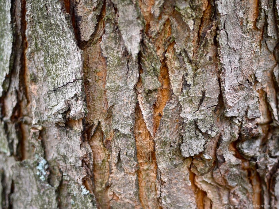 Кора дерева это покровная ткань